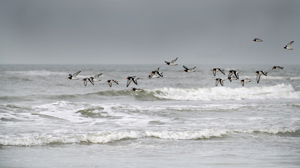 Austernfischer Haematopus ostralegus