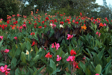 Obraz premium Colorful flowers in the recreation park