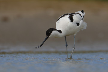 Säbelschnäbler Recurvirostra avosetta