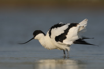 Säbelschnäbler Recurvirostra avosetta