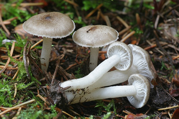 Hygrophorus pustulatus, a grey woodwax mushroom from Finland