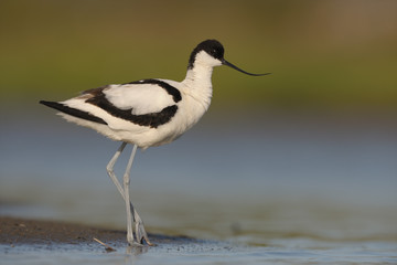 Säbelschnäbler Recurvirostra avosetta
