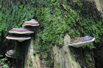 Fomitopsis pinicola, known as the red belt conk, red-belted bracket fungus, wild mushrooms from Finland - obrazy, fototapety, plakaty