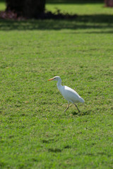 egret in field