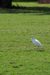 egret in field