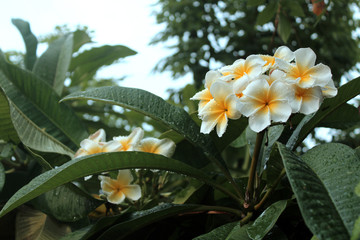  Very beautiful frangipani flowers with blur background