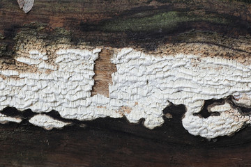 Antrodia xantha, known as Yellow Porecrust, crust fungus from Finland