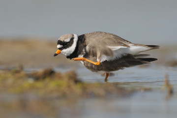 Sandregenpfeifer Charadrius hiaticula