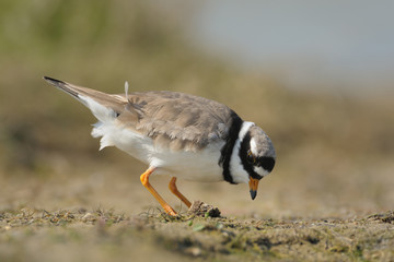 Sandregenpfeifer Charadrius hiaticula