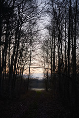 Naklejka premium Bois