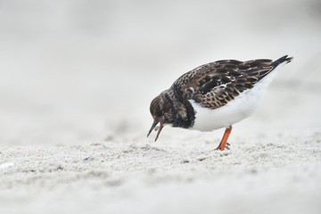 Steinwälzer Arenaria interpres