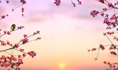 Twigs apple tree with pink flowers apple tree with great tit on a rising sun background with space for text