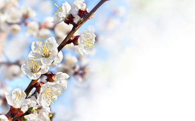 Blooming apricot tree, flowers on twig on a spring day with space for text