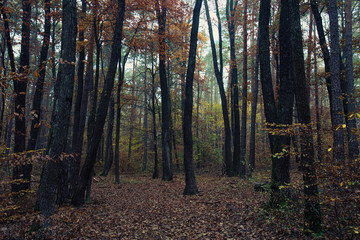 colorful autumn forest