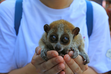 Sunda slow loris on the hand in thailand