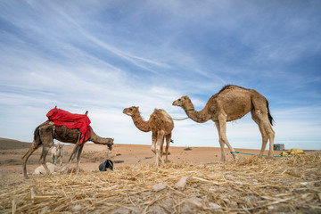 Dromedary camel on desert in Morocco