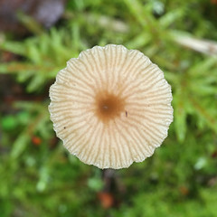 Lichenomphalia umbellifera, a lichenized fungus called the Heath Navel or Lichen Agaric, mushroom from Finland
