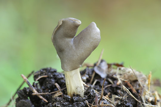 Helvella lacunosa, known as the slate grey saddle or fluted black elfin saddle, mushrooms from Finland