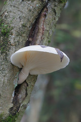 Pleurotus dryinus, known as The Veiled Oyster Mushroom, wild fungus from Finland