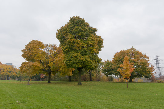 Parque limpio en otoño 