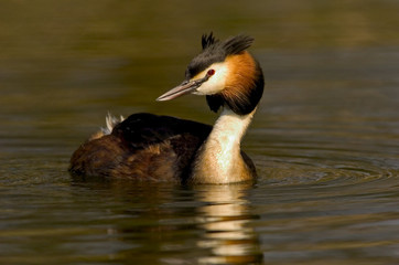 Haubentaucher Podiceps cristatus