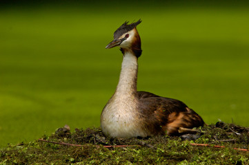 Haubentaucher Podiceps cristatus
