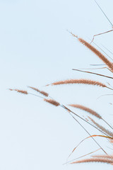 The field of tall wildgrass