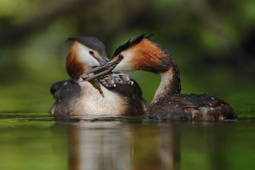 Haubentaucher Podiceps cristatus