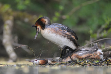 Haubentaucher Podiceps cristatus