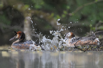 Haubentaucher Podiceps cristatus