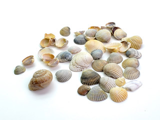 Seashells isolated on white background. Sea shells.