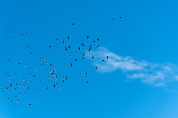 Bandada en el cielo 