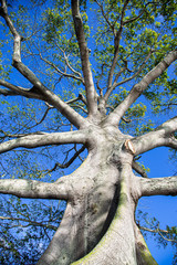 Fototapeta na wymiar Banyan Tree