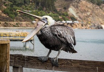 Squawking Brown Pelican in California