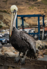 Brown pelican in California