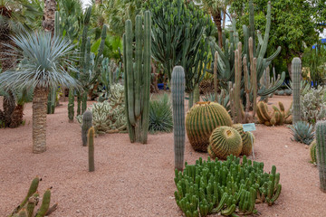 Kakteengarten