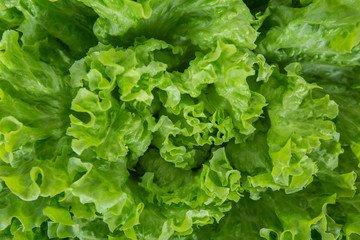 Close up bunch of fresh, green batavia lettuce salad. Crinkled leaves bio crop food, farm garden vegetable. Organic vegan and vegetarian nutrition. - obrazy, fototapety, plakaty