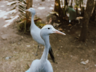 A pair of bird walking in a zoo