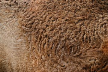 Camel hair with wavy patterns