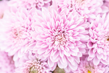 Beautiful chrysanthemum flower in garden for backdrop use