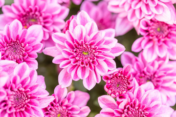 Beautiful chrysanthemum flower in garden for backdrop use