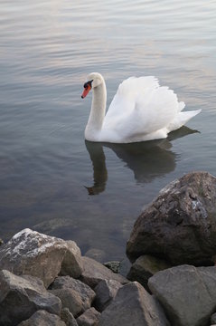 White Swan in water from left side with stones