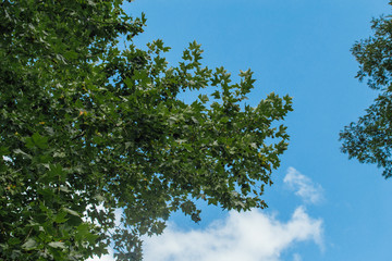 Obraz premium Pampa Gaucho