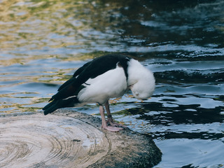 A water bird cleaning himself after swim