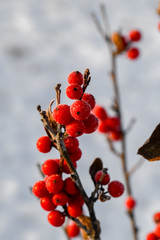 Fototapeta na wymiar Frosted Red berries on the bush in winter