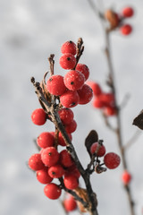 Frosted Red berries on the bush in winter