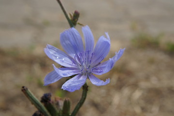 flower in garden