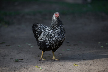chicken