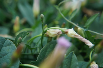 flower in the garden