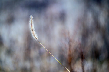 Dried milkweed